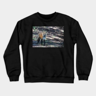 Wild and Free Crewneck Sweatshirt